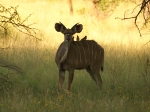 Oxpeckers and Kudu