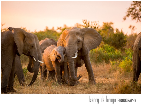 Kruger park elephants