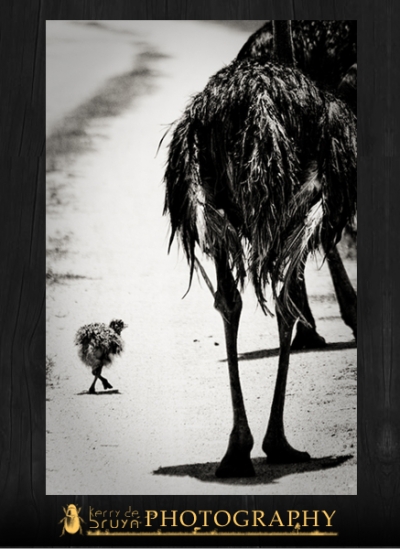 ostrich12.jpg