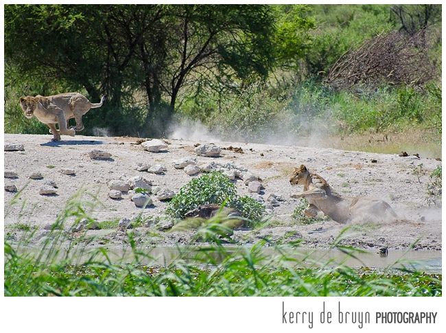 lionesses hunt